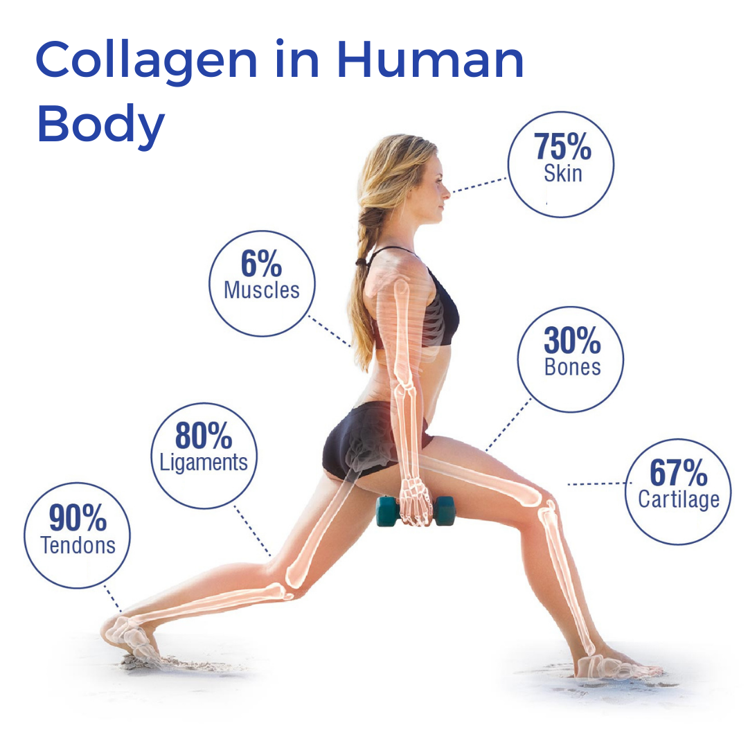 Collagen in the Human Body and What is it Good for?
